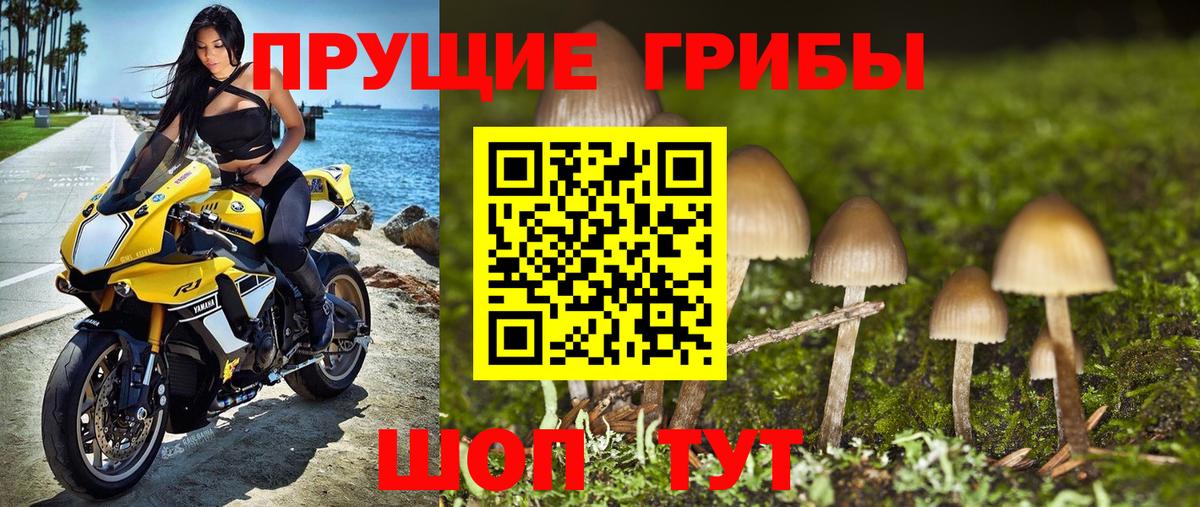 Псилоцибиновые грибы прущие грибы Северск